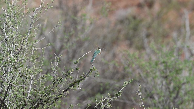Somali Bee-eater - ML612686250
