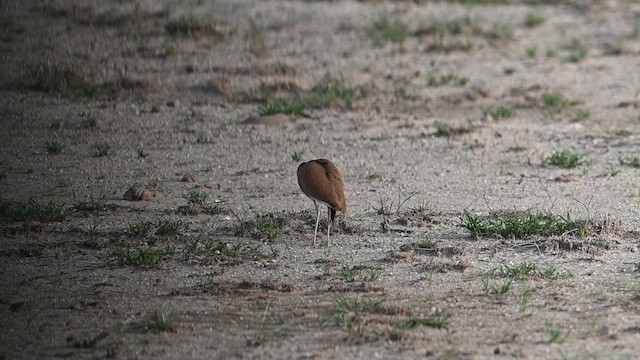 Somalirennvogel - ML612686304