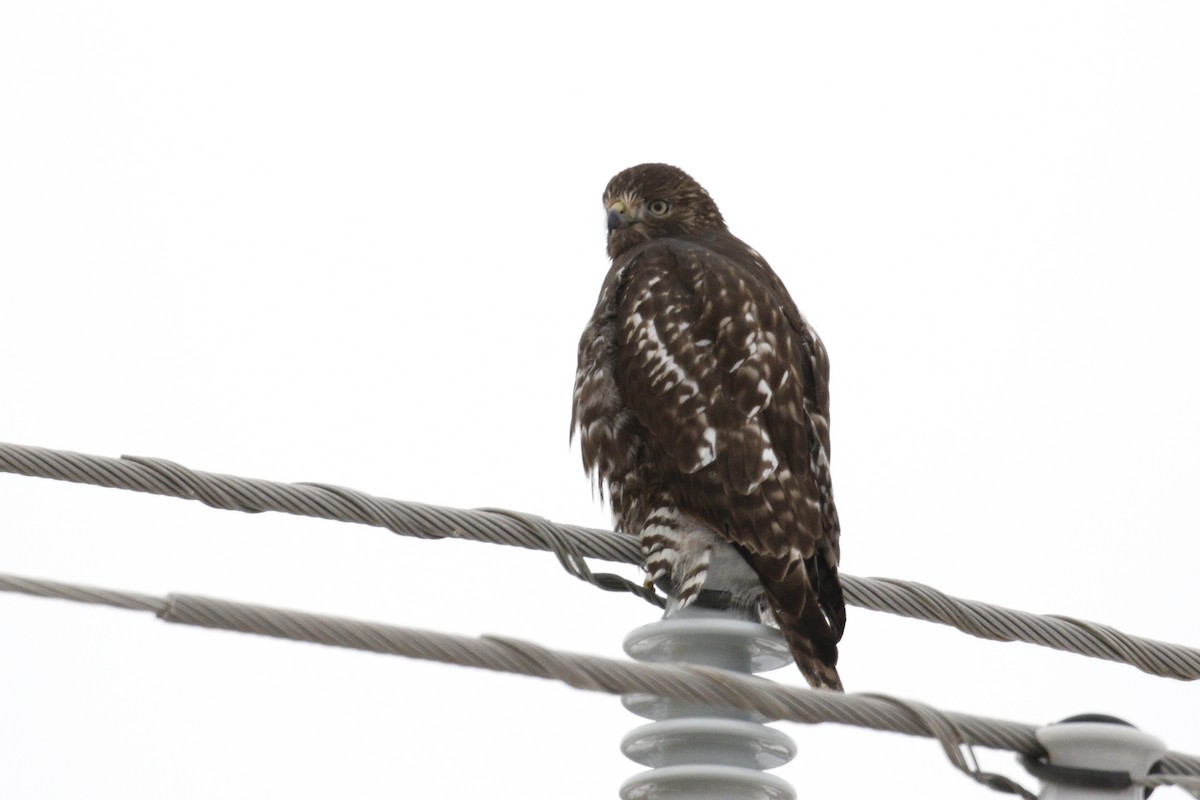 Red-tailed Hawk - ML612686309