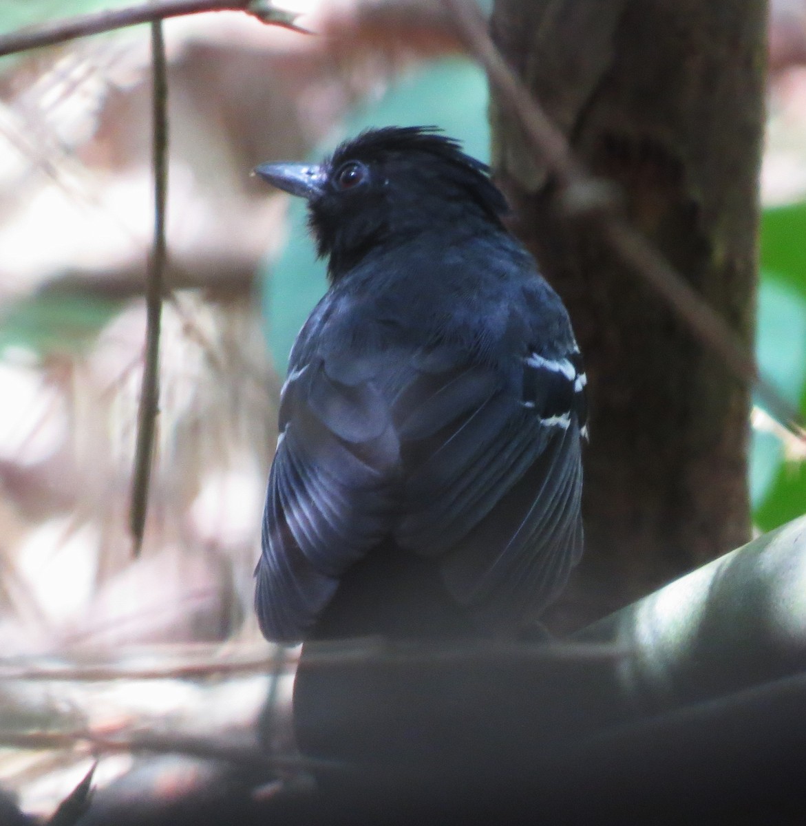 White-lined Antbird - ML612686324