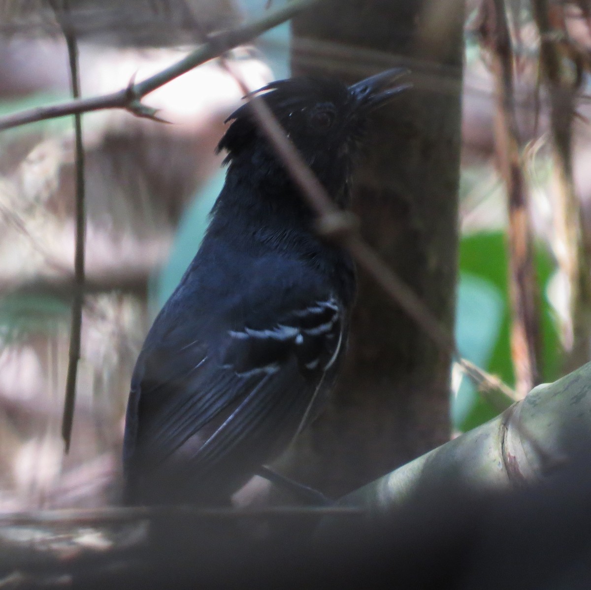 White-lined Antbird - ML612686326