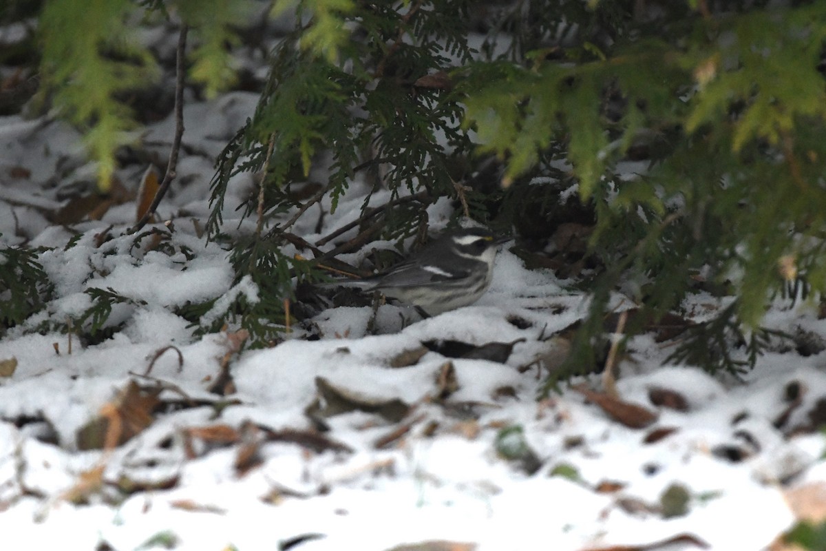 Black-throated Gray Warbler - ML612686344