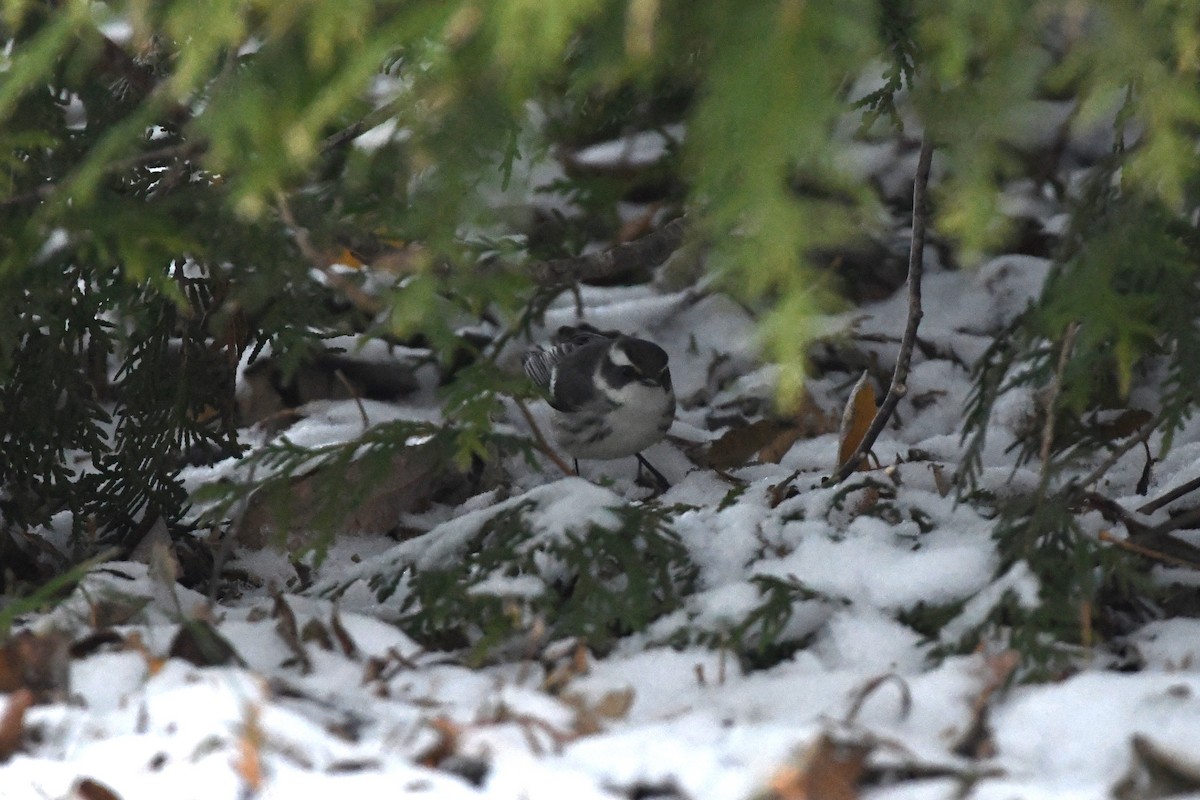 Black-throated Gray Warbler - ML612686346