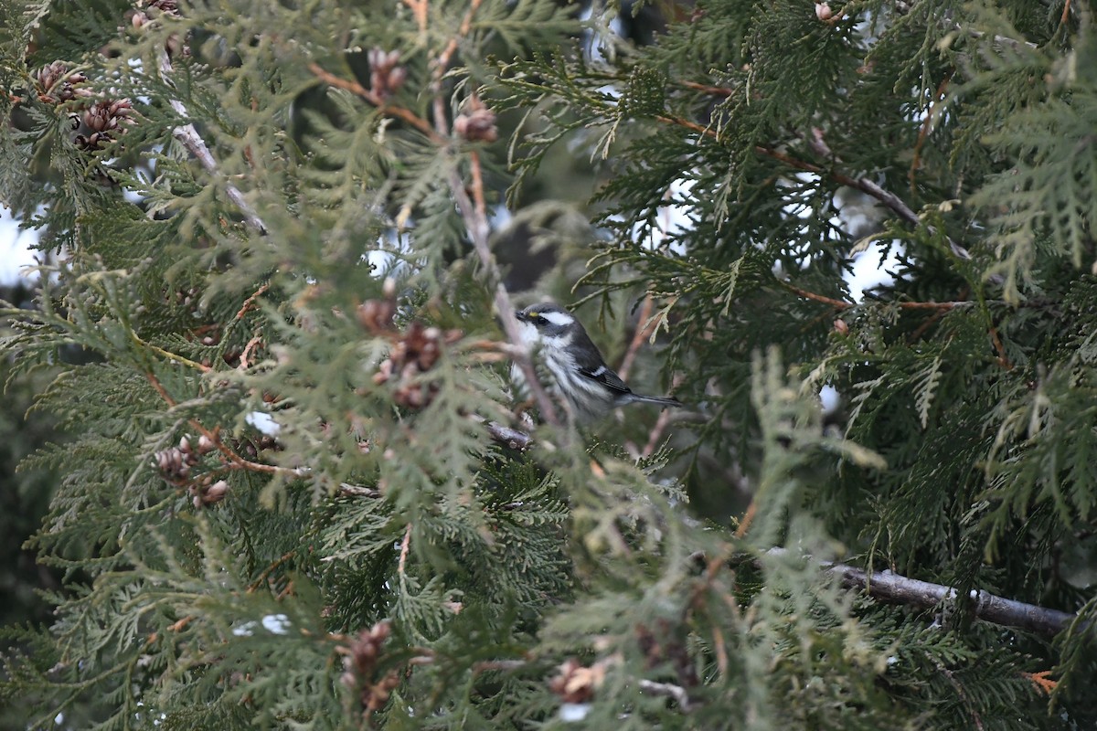 Black-throated Gray Warbler - ML612686348