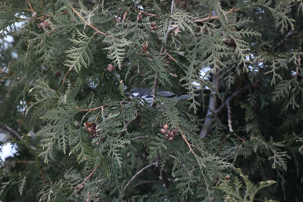 Black-throated Gray Warbler - ML612686349