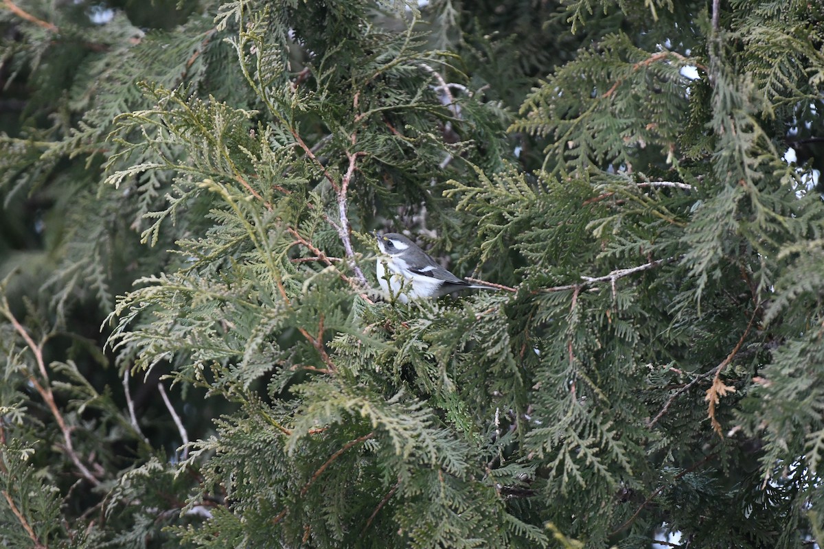 Black-throated Gray Warbler - ML612686351