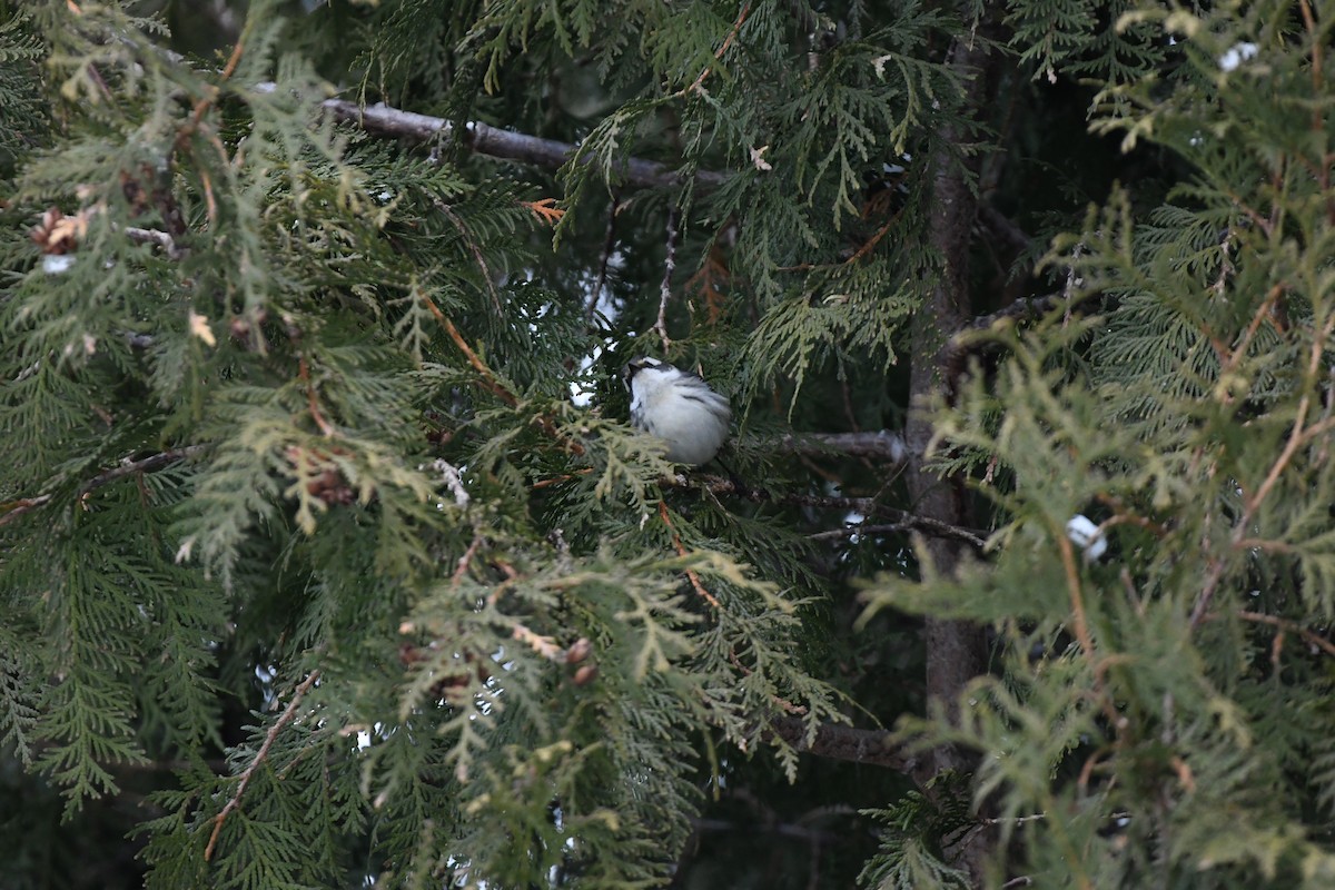 Black-throated Gray Warbler - ML612686352