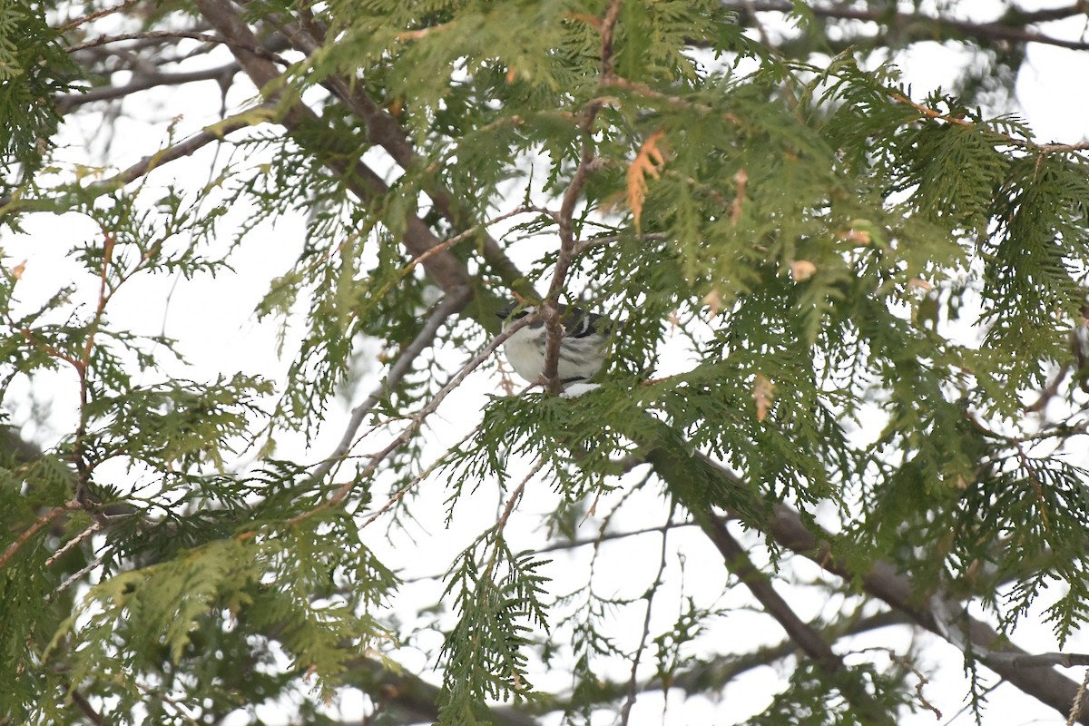 Black-throated Gray Warbler - ML612686353