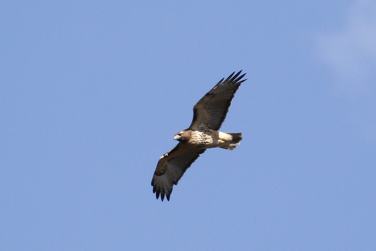 Red-tailed Hawk - ML612686411
