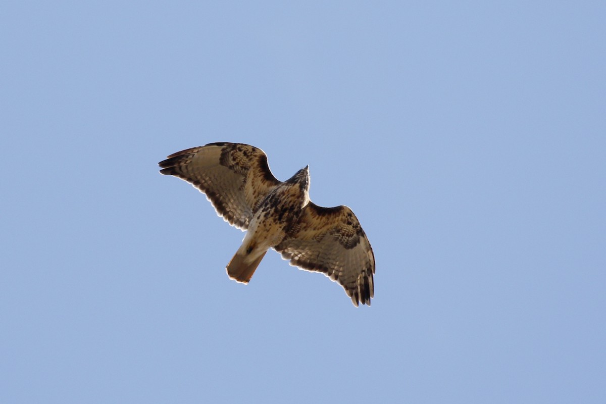 Red-tailed Hawk - ML612686414