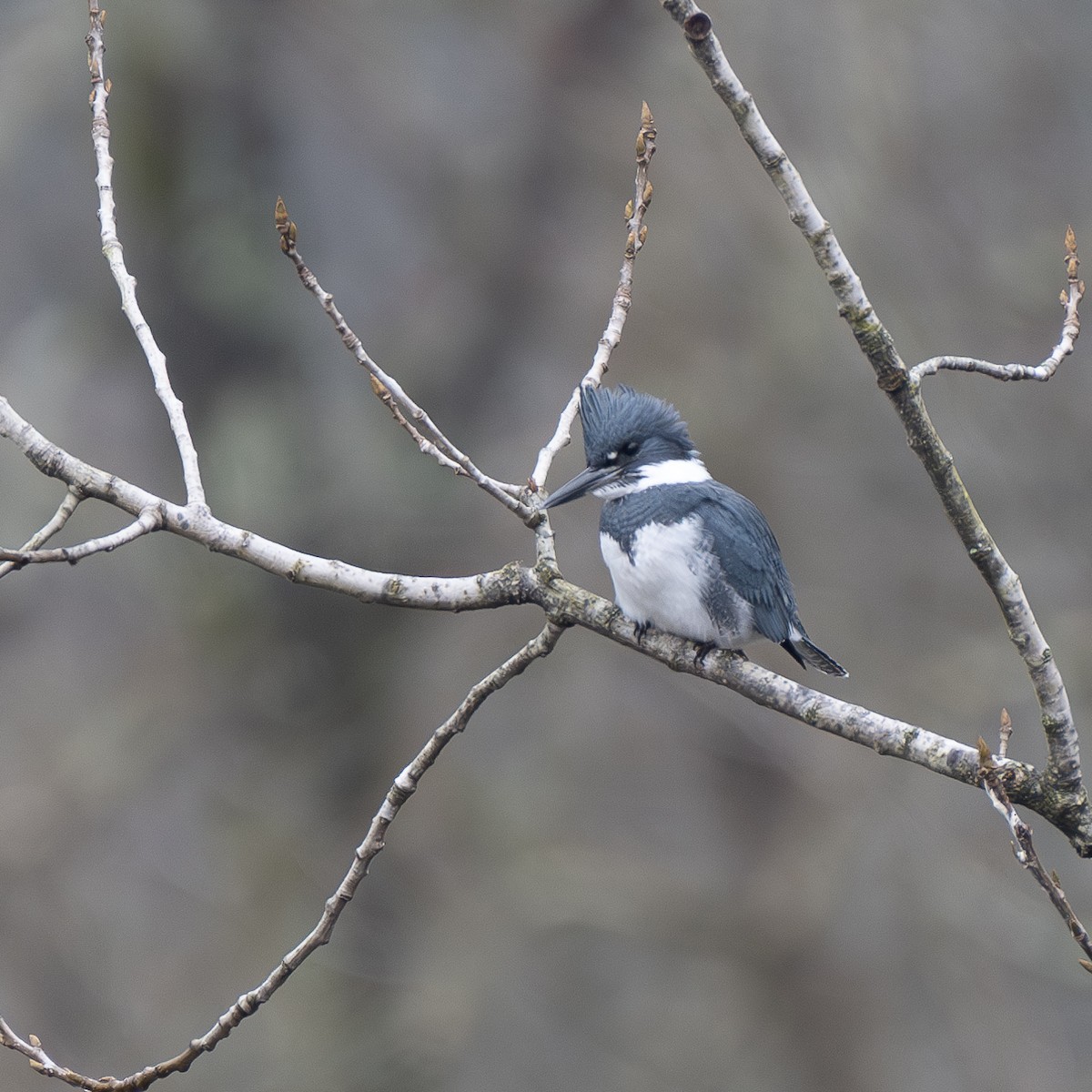 Belted Kingfisher - ML612686564