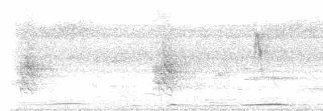 holub pestroprsý - ML612686568