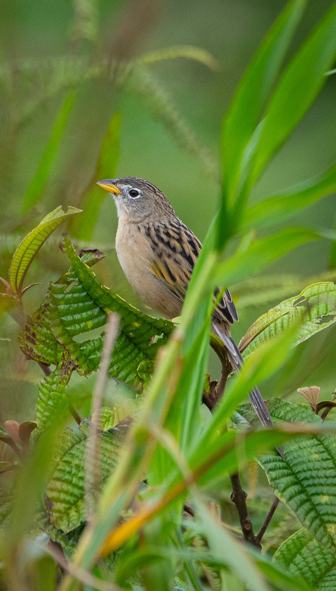 Wedge-tailed Grass-Finch - ML612686722