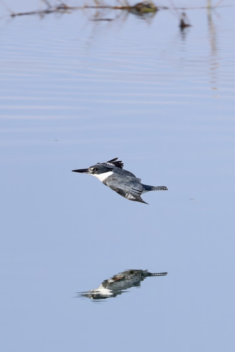 Belted Kingfisher - ML612686732
