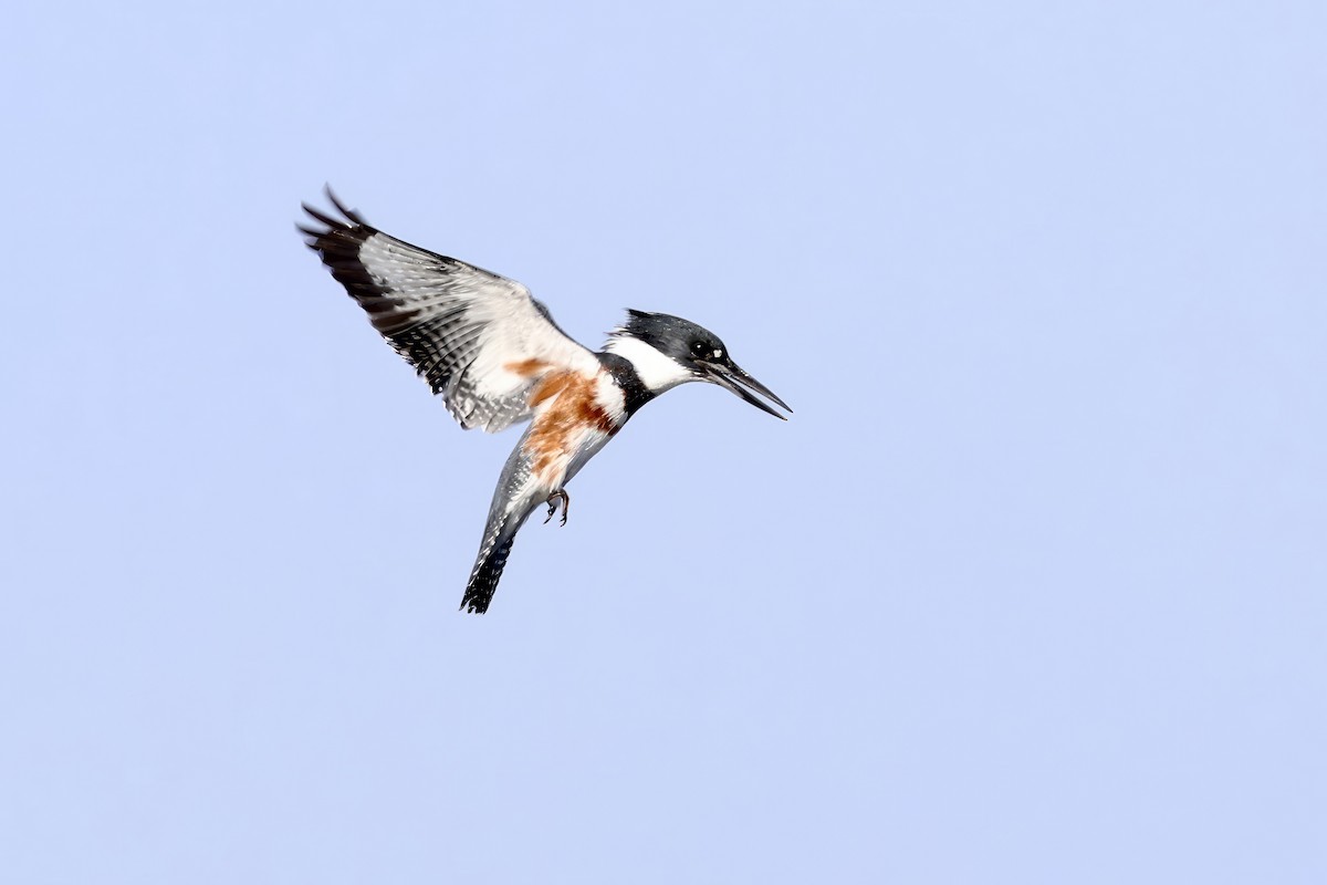 Belted Kingfisher - ML612686734
