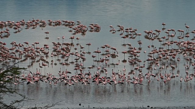 Lesser Flamingo - ML612686785