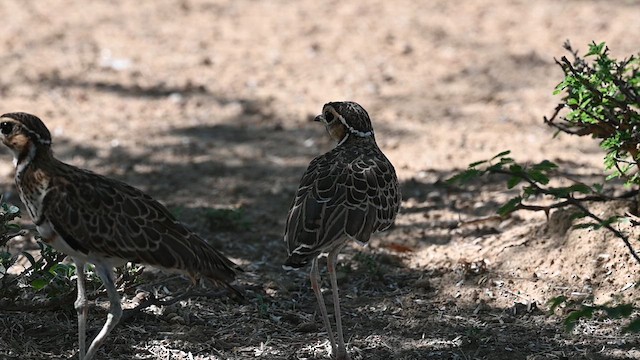 Three-banded Courser - ML612686910