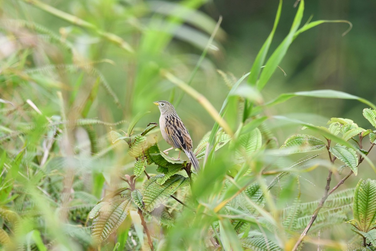 Wedge-tailed Grass-Finch - ML612686928