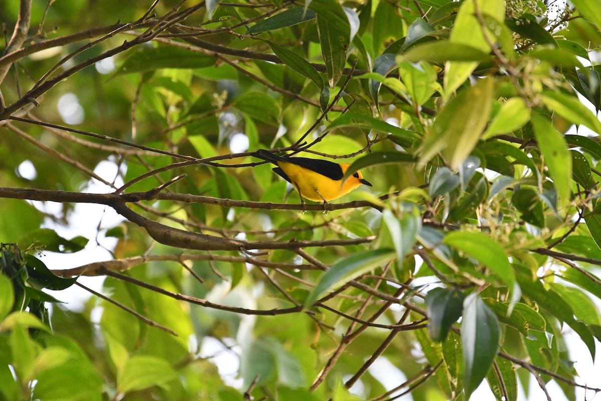 Black-and-yellow Tanager - ML612687059