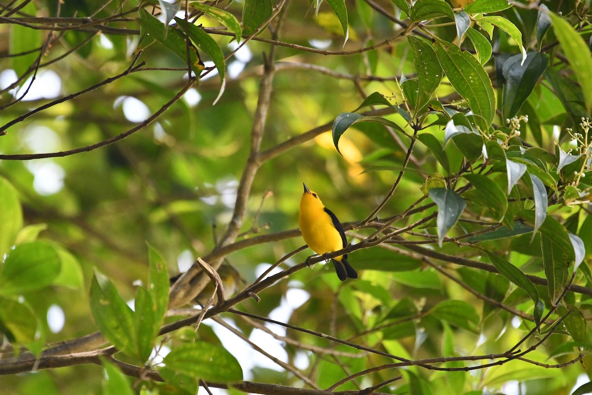 Black-and-yellow Tanager - ML612687060