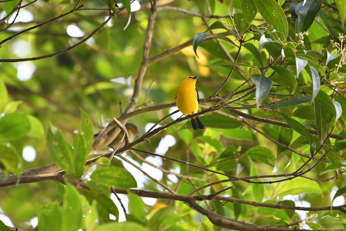 Black-and-yellow Tanager - ML612687061