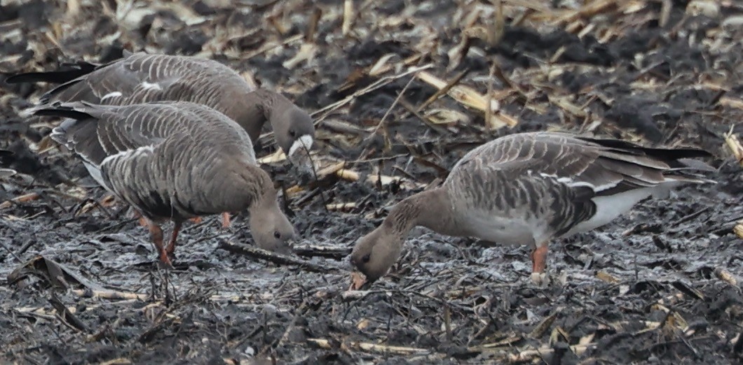 Greater White-fronted Goose - ML612687221