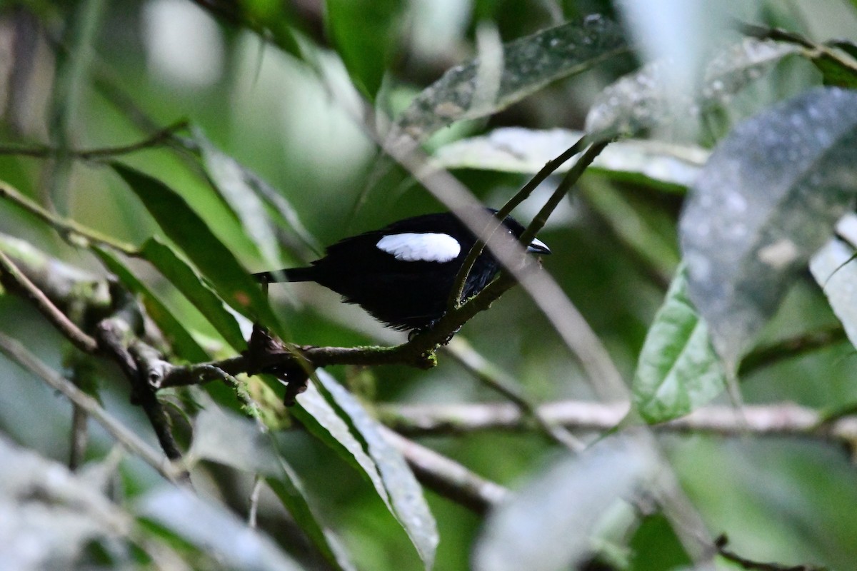 White-shouldered Tanager - ML612687261