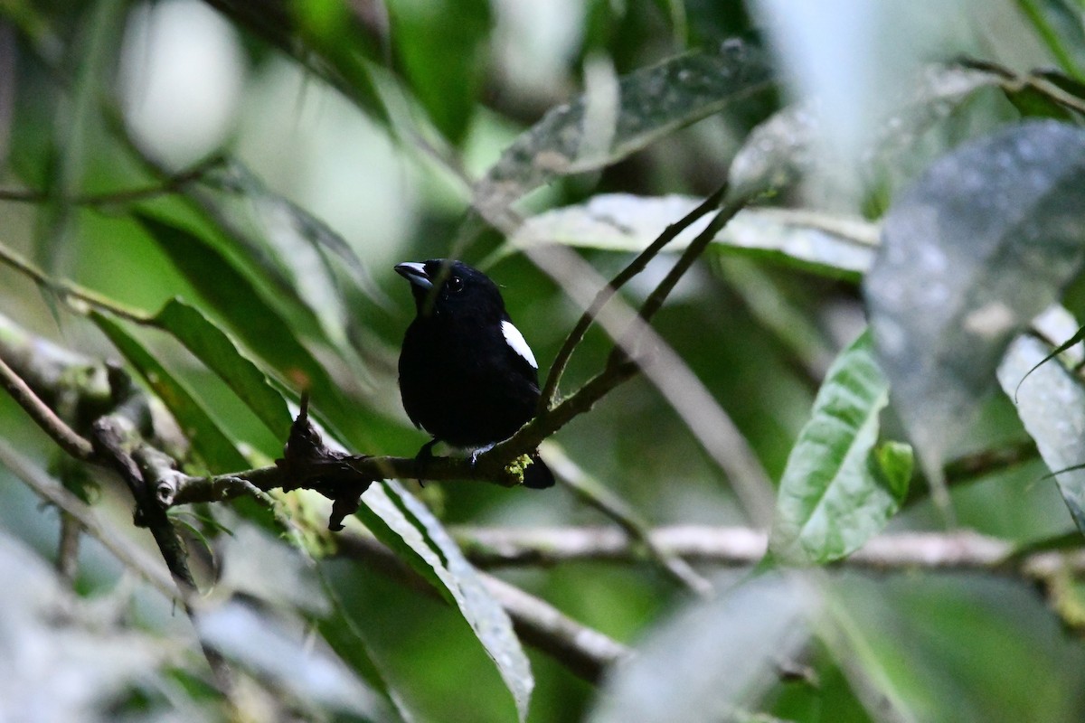 White-shouldered Tanager - ML612687262