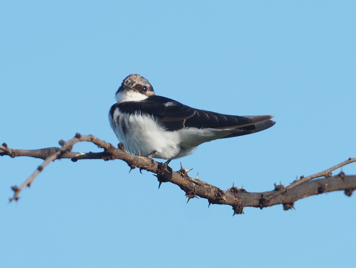 White-tailed Swallow - Stephan Lorenz