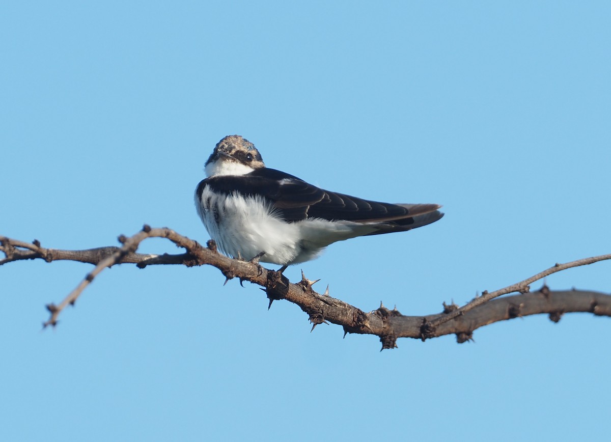White-tailed Swallow - ML612687435