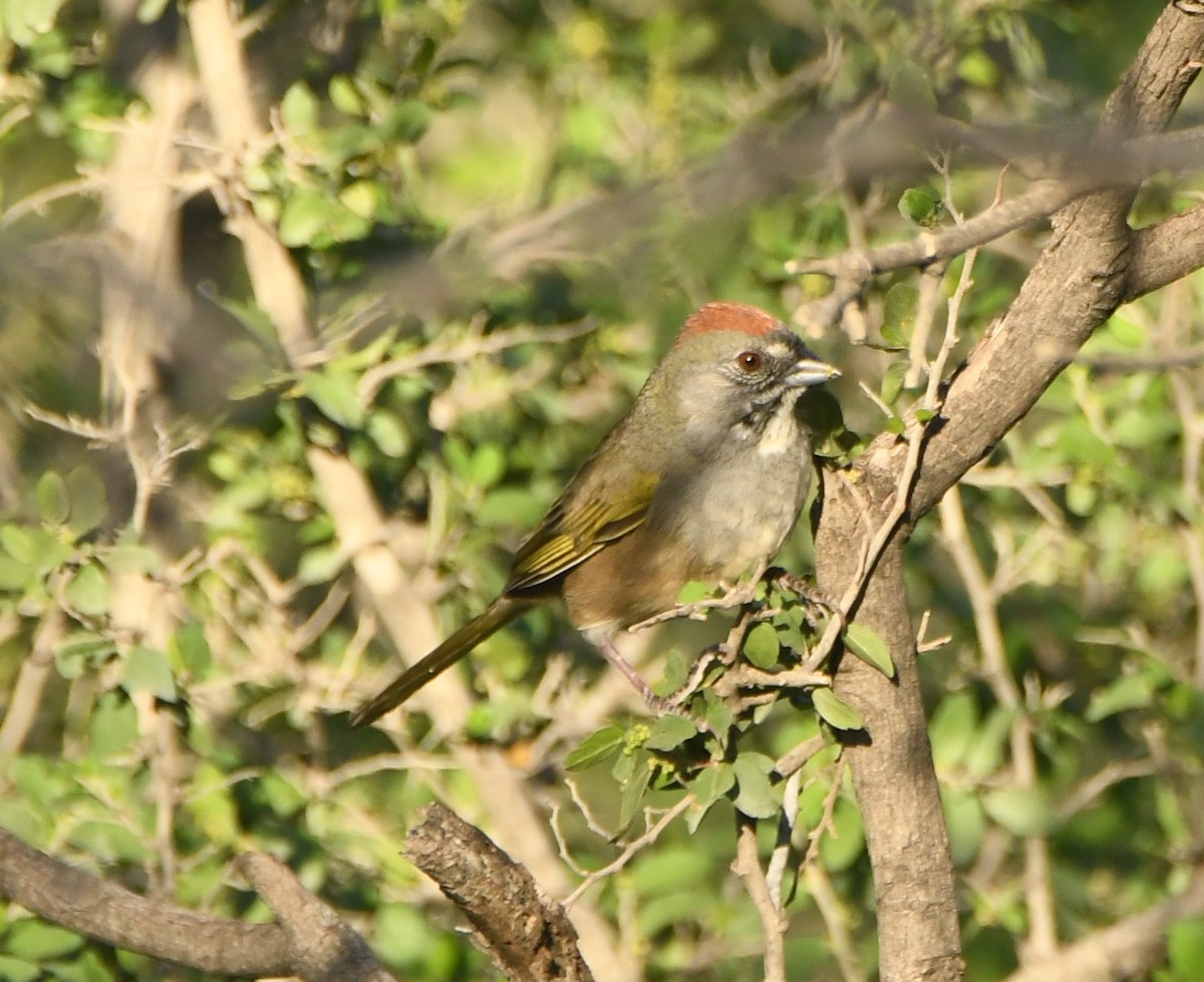 Green-tailed Towhee - Leonardo Guzmán (Kingfisher Birdwatching Nuevo León)