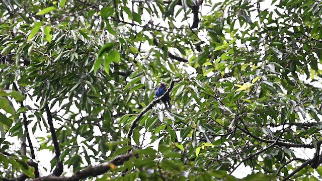 Blue-headed Bee-eater - ML612687888
