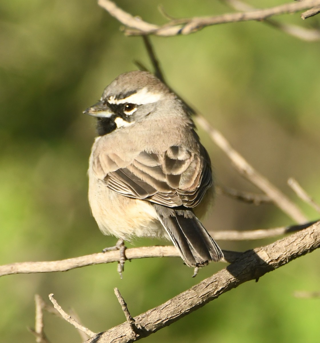 Black-throated Sparrow - Leonardo Guzmán (Kingfisher Birdwatching Nuevo León)
