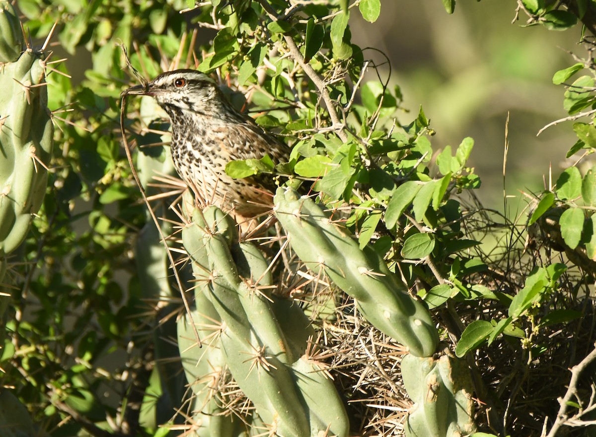 Cactus Wren - Leonardo Guzmán (Kingfisher Birdwatching Nuevo León)