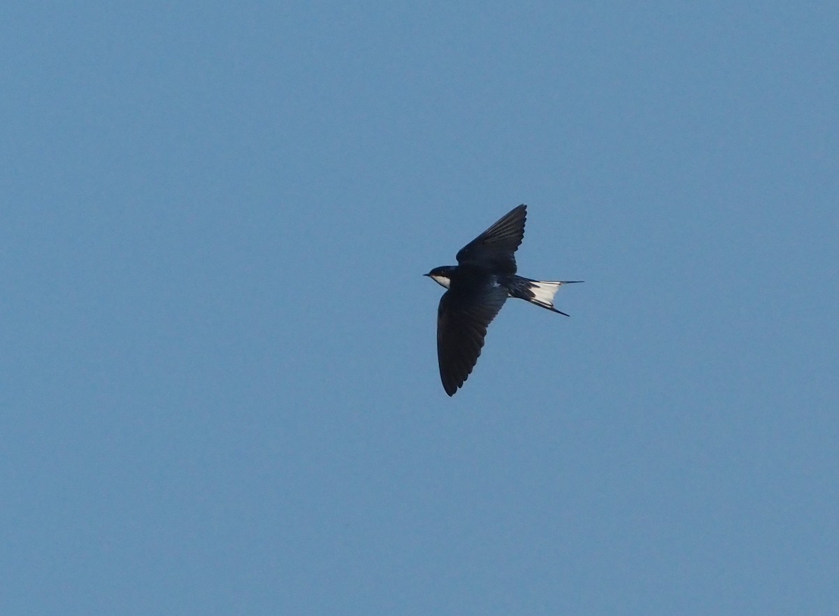 White-tailed Swallow - ML612687980