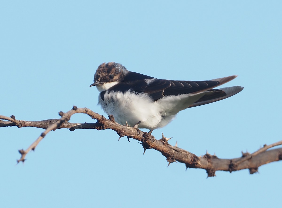 White-tailed Swallow - ML612687985