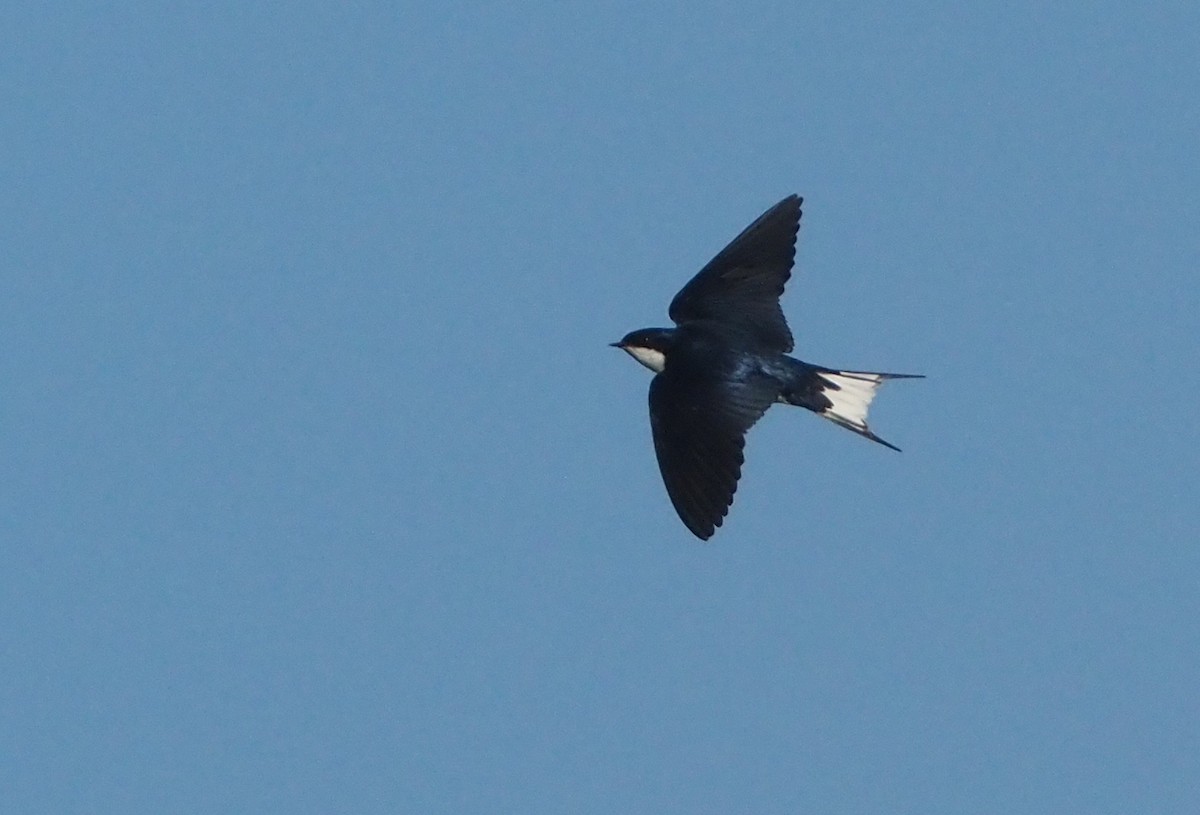 White-tailed Swallow - ML612687996