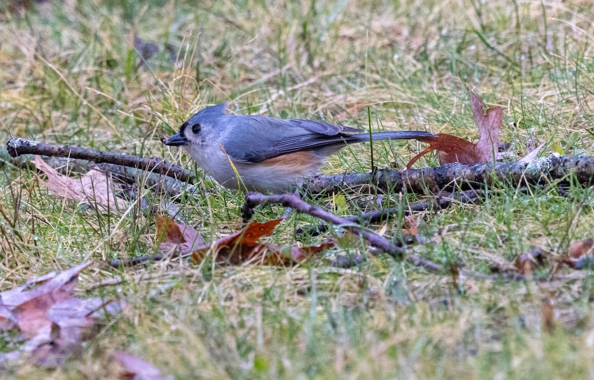 Tufted Titmouse - Rich White