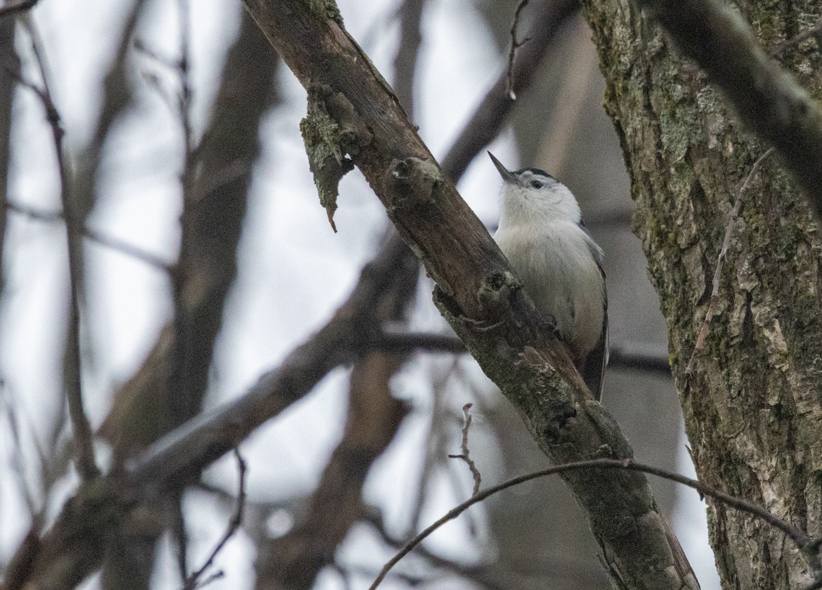 White-breasted Nuthatch - ML612688003