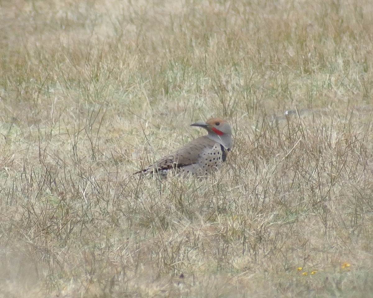 Northern Flicker (Red-shafted) - ML612688006