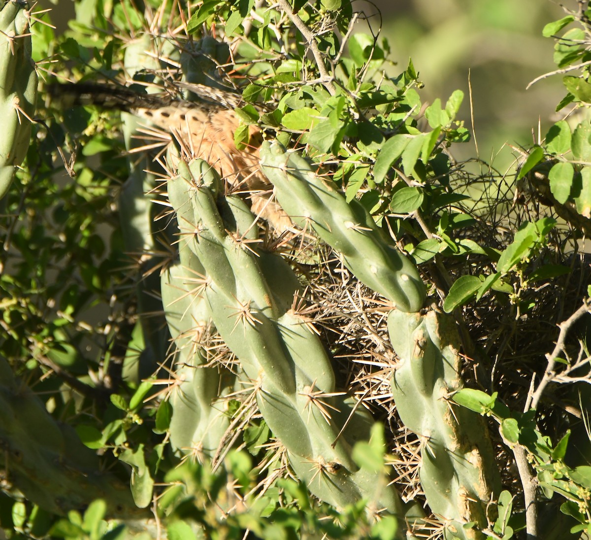 Cactus Wren - Leonardo Guzmán (Kingfisher Birdwatching Nuevo León)
