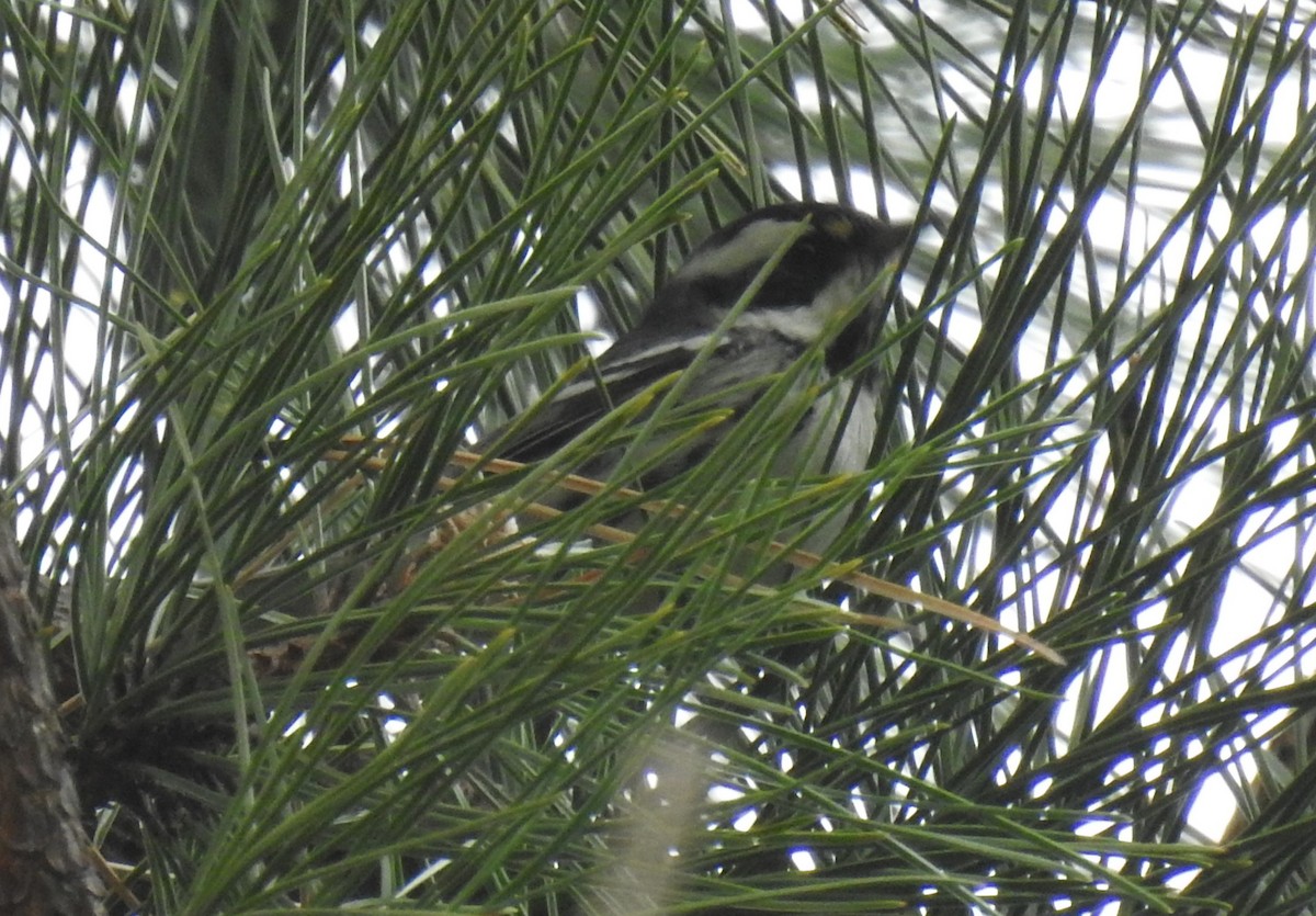 Black-throated Gray Warbler - ML612688329