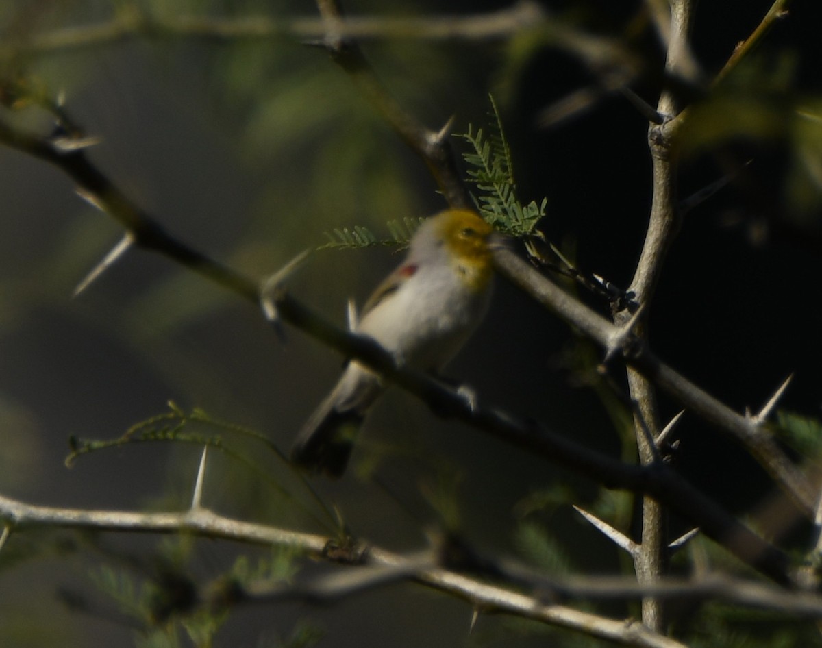 Verdin - Leonardo Guzmán (Kingfisher Birdwatching Nuevo León)