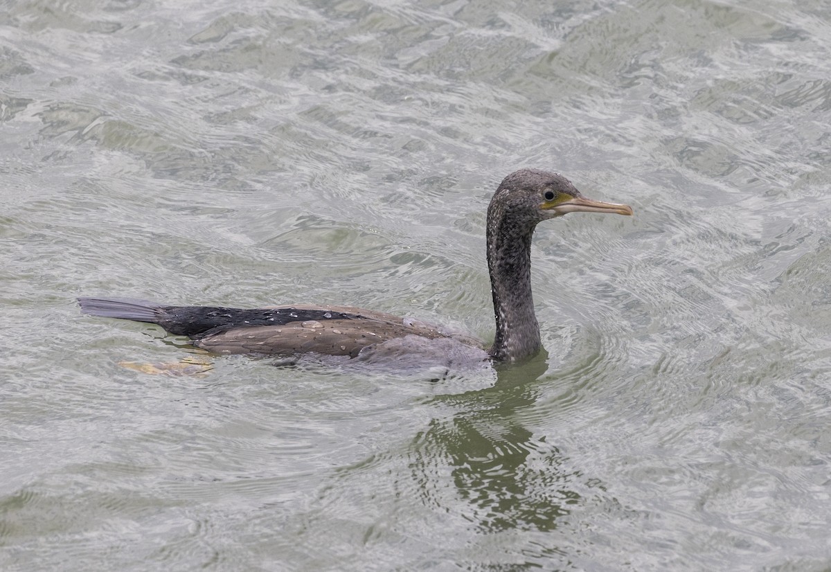 Spotted Shag - ML612688457