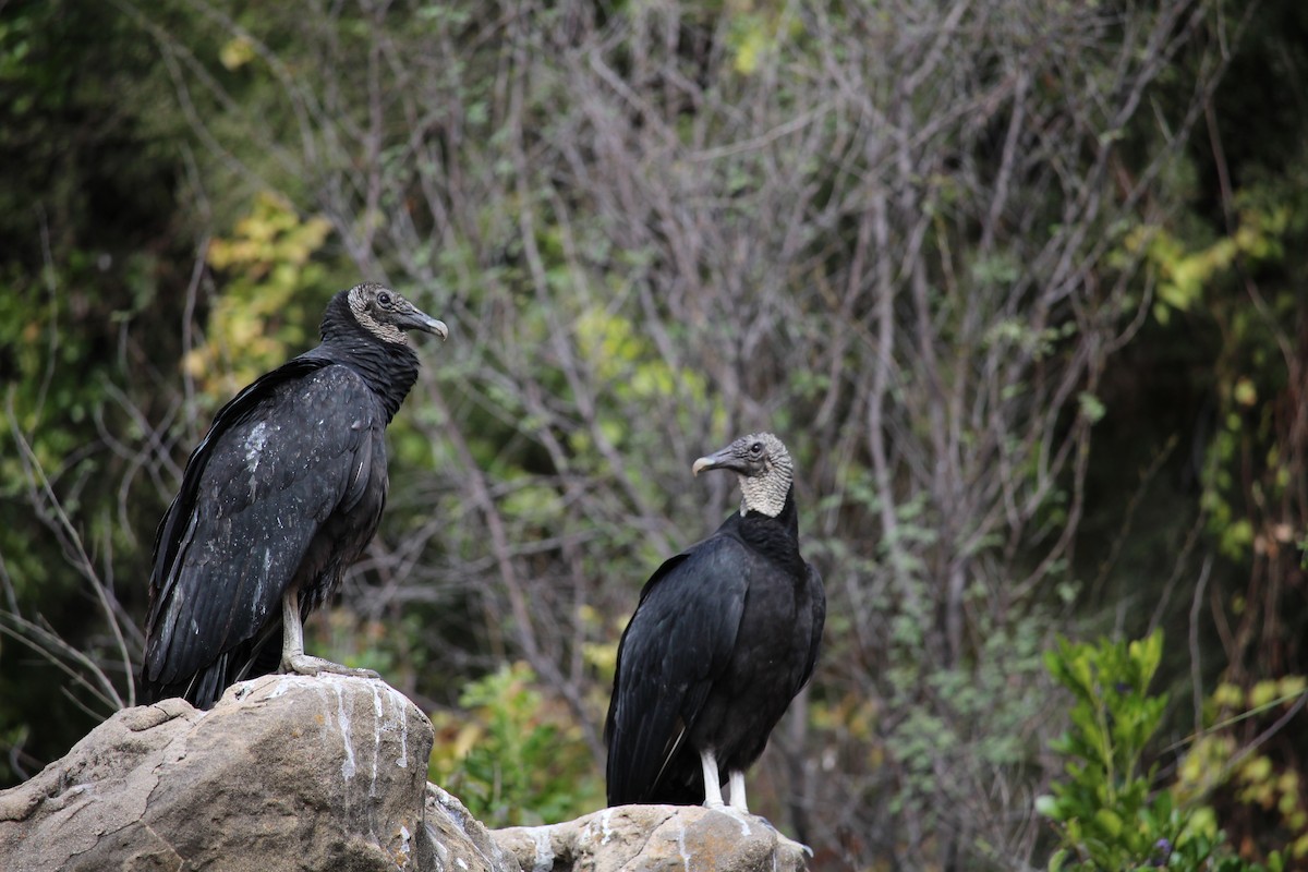 Black Vulture - Susan Burkhart