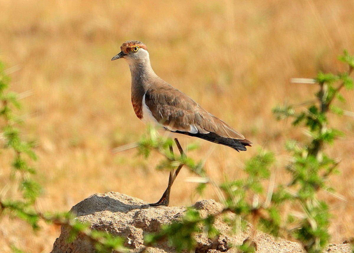Brown-chested Lapwing - ML612689250
