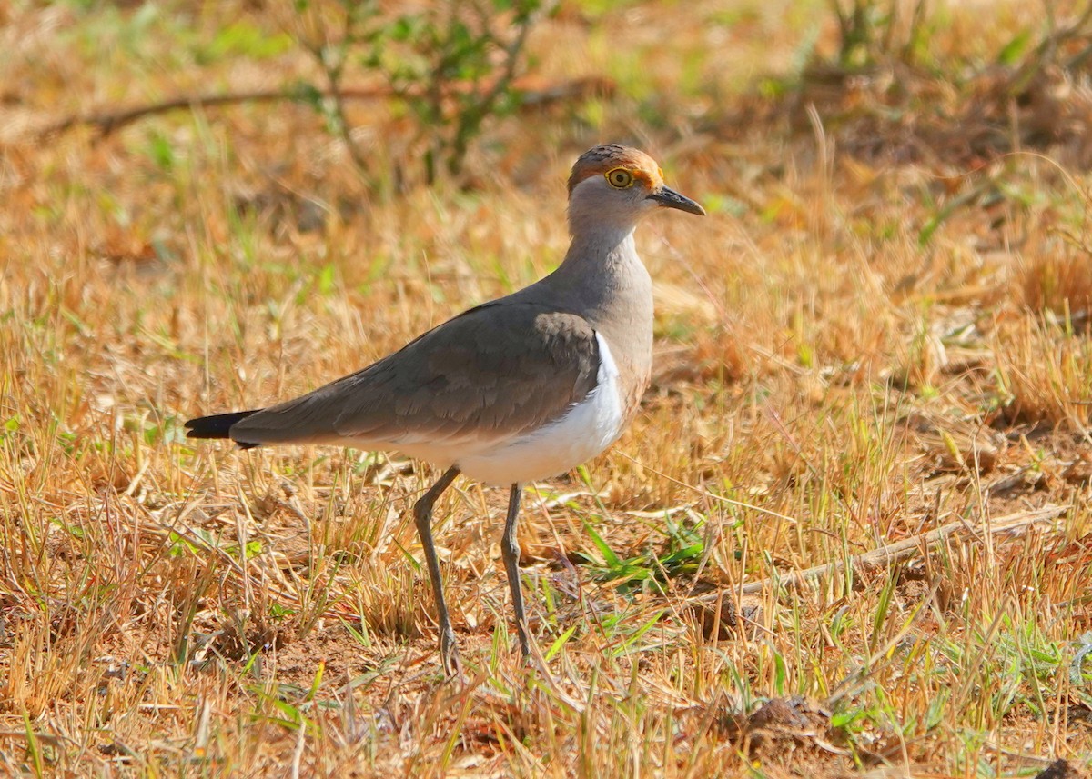 Brown-chested Lapwing - ML612689252