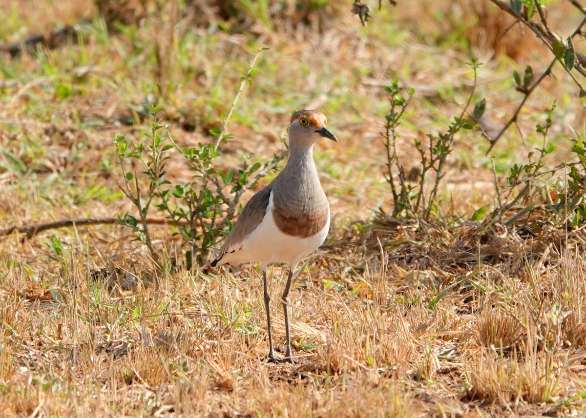 Brown-chested Lapwing - ML612689253