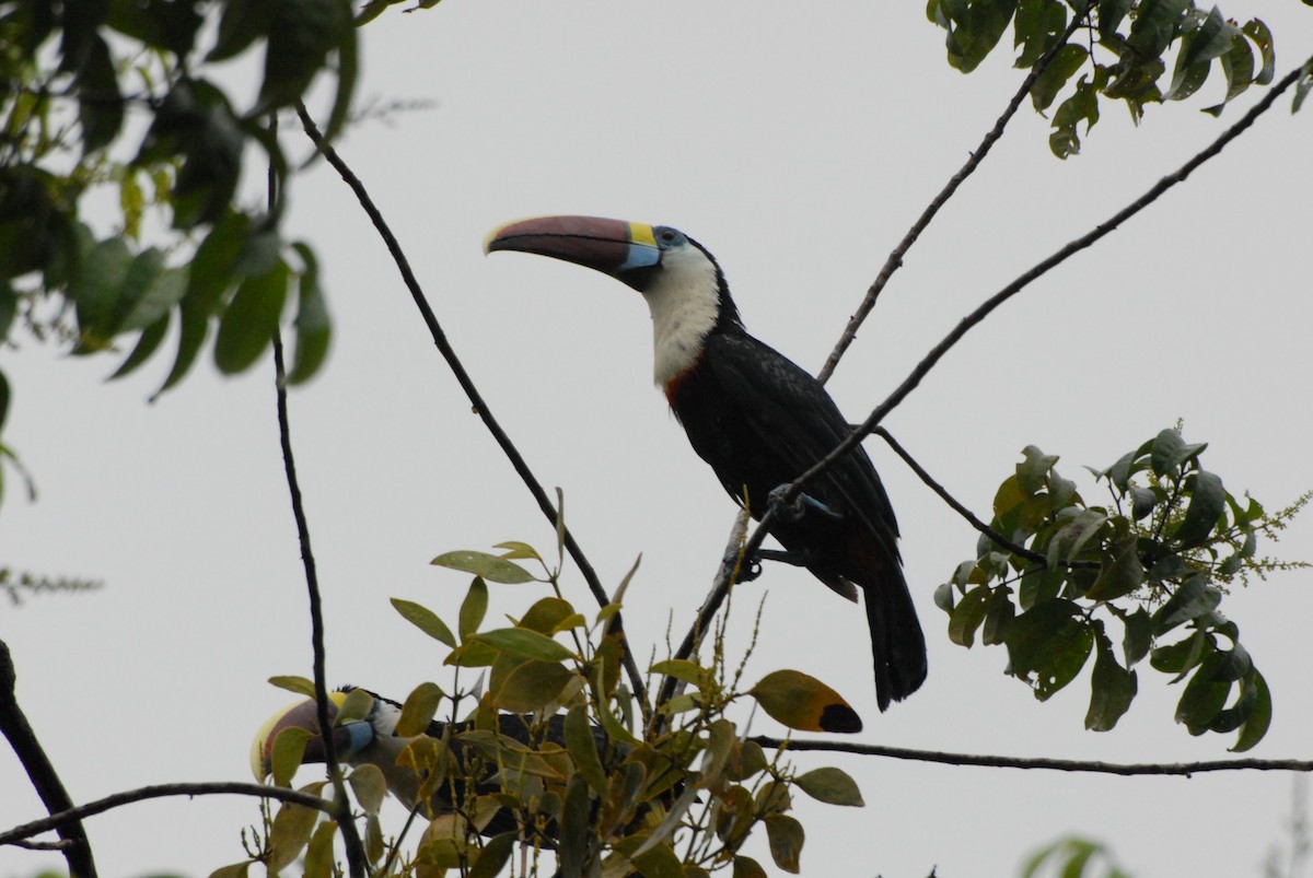 White-throated Toucan - James Kamstra