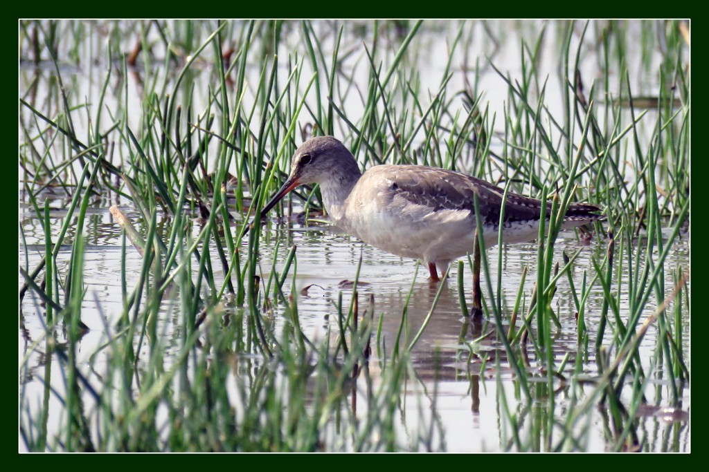 Spotted Redshank - ML612689568